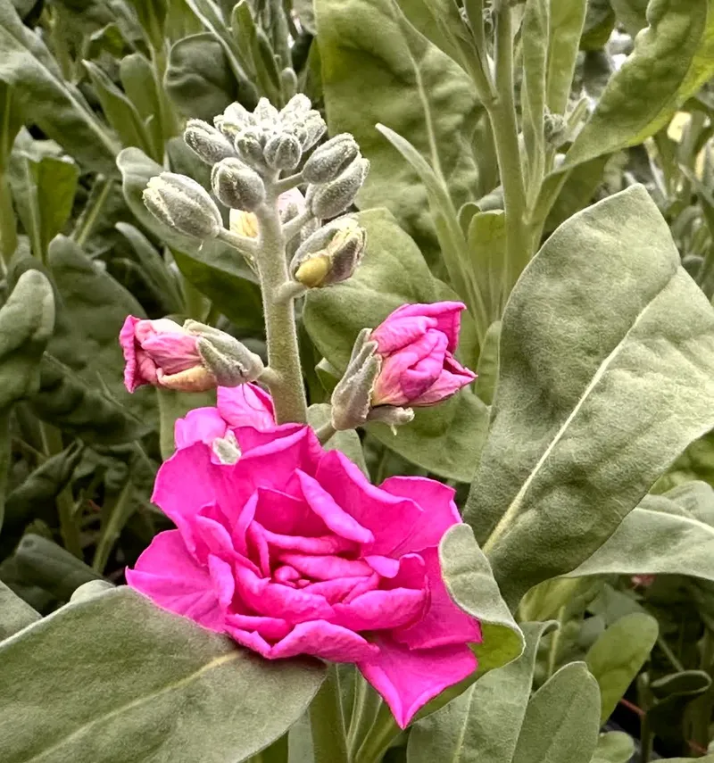 スプレーストック（ロスフラワー）