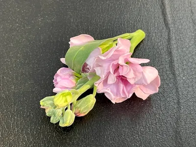 スプレーストック - 1