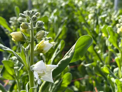 スプレーストック - 2