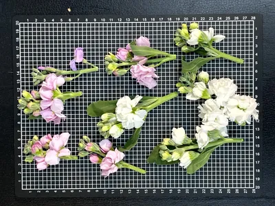 スプレーストック - 2