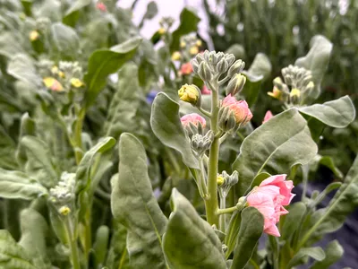 スプレーストック - 3